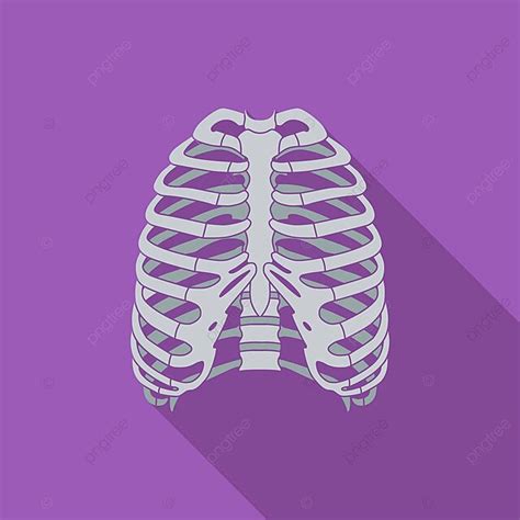 Icon Of Human Thorax Skeleton Chest Sternum Vector Skeleton Chest