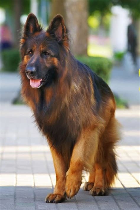 Long Haired German Shepherd Shedding Truths Care And Facts World Of Dogz