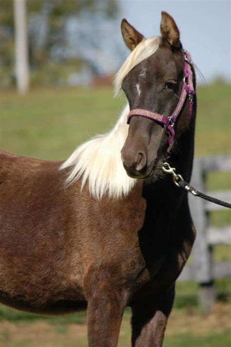 1371 Best Rockykentucky Mountain Horse Images On Pinterest Kentucky