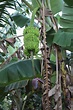 Musa × paradisiaca L. | Plants of the World Online | Kew Science