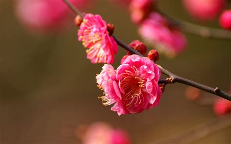 Blossoms Pink Cherry Hd Desktop Wallpapers 4k Hd
