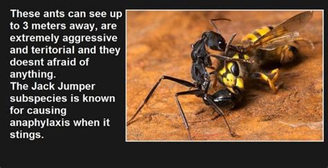 The Most Surprisingly Dangerous Things In Australia 15 Pics
