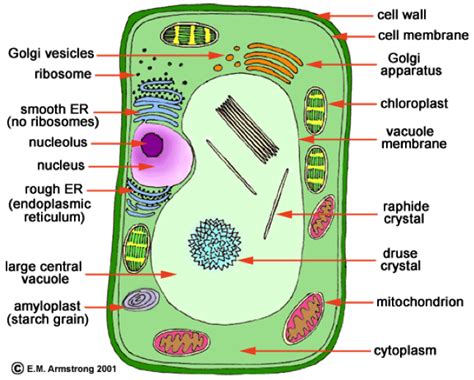 Biology Cell Structure And Functions