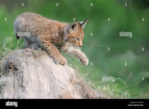 Young Eurasian Lynx Eurasischer Luchs Lynx Lynx Plays On A