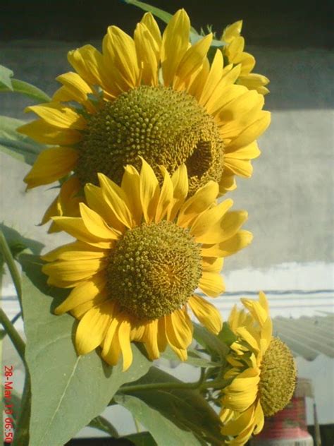 Angiospermae berasal dari bahasa yunani angios yang artinya tertutup dan spermae artinya biji. Foto Bunga Matahari ( Helianthus annuus L.)