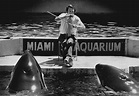 Watch: 5 decades of Miami Seaquarium’s biggest star — Lolita | Miami Herald