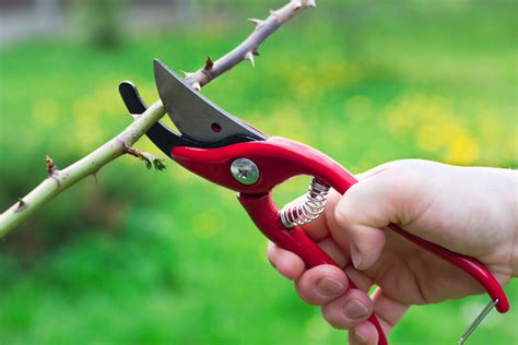 Bei einmal blühenden edelrosen und wildrosen können die verblühten blüten ruhig stehen gelassen. Wann sollten Sie Ihre Rosen schneiden » Zeitpunkt und mehr