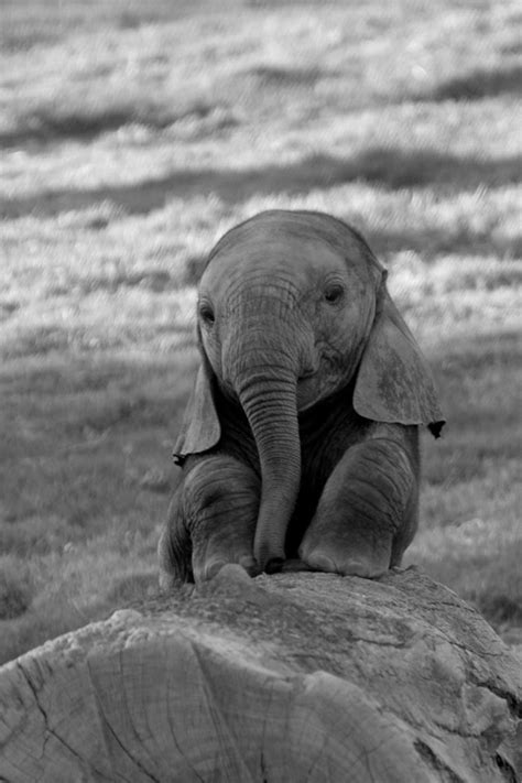 48 Cute Baby Elephant Wallpaper Wallpapersafari