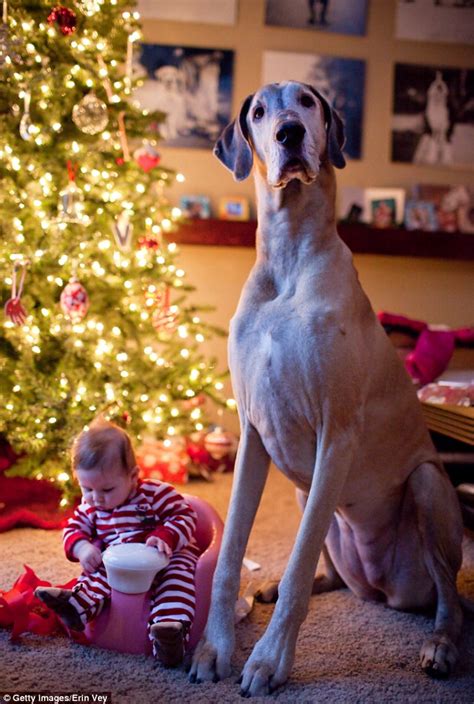 Pphotographs Of Big Dogs Treating Little Kids As Though They Were Their