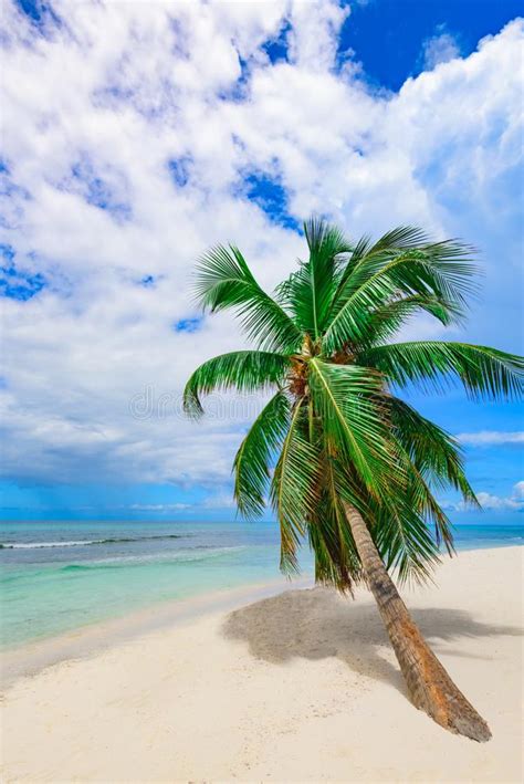 Resort Beach Palm Tree Sea Stock Photo Image Of Scenic 103531366