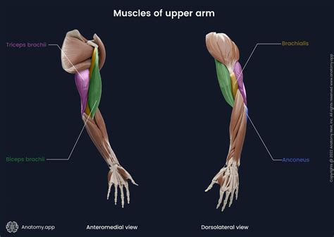 Triceps Brachii Encyclopedia Anatomyapp Learn Anatomy 3d