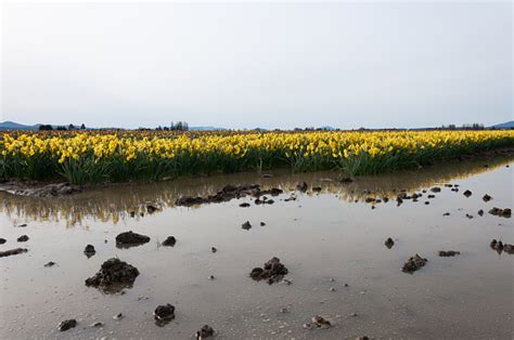 A Puddle In The Middle Of Muddy Field Of Yellow Narcissus Daffodil