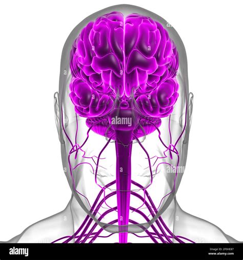 Human Brain Anatomy For Medical Concept 3d Illustration Stock Photo Alamy