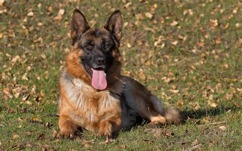 German Shepherd Dog Wallpaper Animals Wallpaper Better