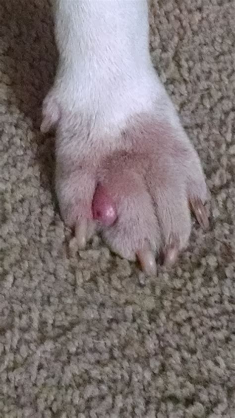 Tumor Between Toes Strictly Bull Terriers