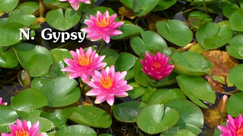 Winter Hardy Water Lilies Pond Megastore Introduction Youtube