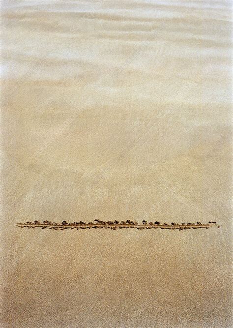 Line Drawn In Sand Stock Image H3000193 Science Photo Library