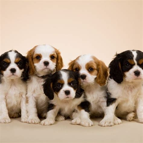 Cool Facts About Cavalier King Charles Spaniels Greenfield Puppies