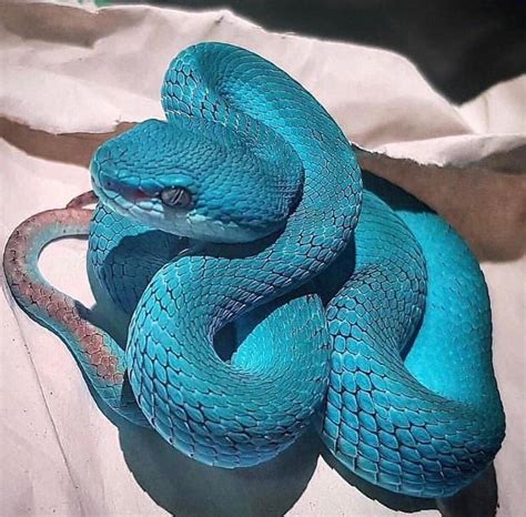 The Beautiful Blue Pit Viper Pit Viper Pet Snake Cute Snake