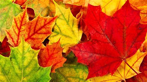 Red Autumn Leaves Wallpapers Top Free Red Autumn Leaves Backgrounds