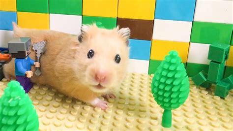 Hamsters In Easy Level Minecraft Maze Obstacle Course Orange Hamster