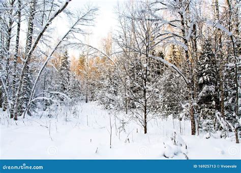 Forest Clearing In Winter Stock Image Image Of Cold 16925713