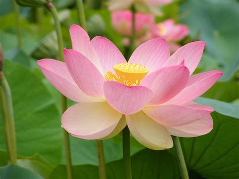 Beautiful blooming red water lily lotus flower with green leaves in the pond stock photoby arogant52/5,018. Water lily or lotus - Flowers Photo (22283514) - Fanpop