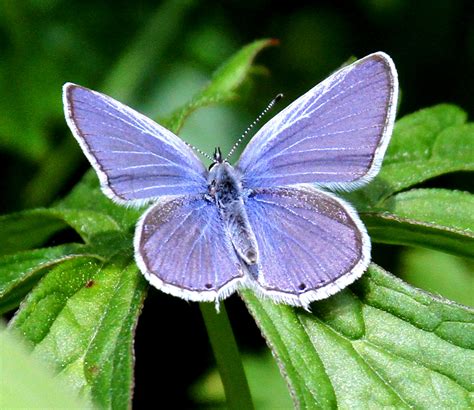 Western Tailed Blue Cupido Amyntula Boisduval 1852 Butterflies And