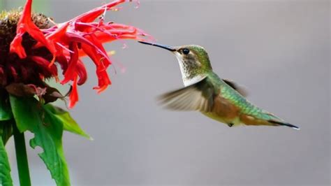 What Do Hummingbirds Eat Hummingbird Diet By Species