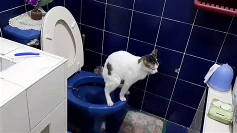 Cat Poops On Toilet Bowl Youtube