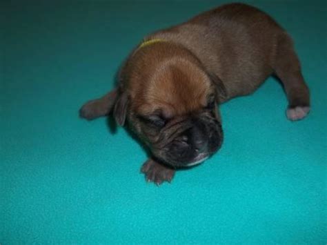 Above you will find the latest boxer puppies which we have for sale. CKC BOXER PUPPIES FOR SALE for Sale in Cleveland, Georgia ...