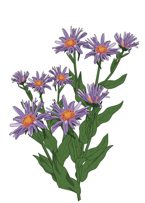 Aster Clipart 20 Free Cliparts Download Images On Clipground 2023