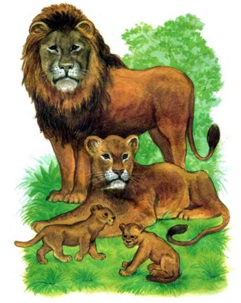 Картинки со львами распечатать или скачать бесплатно