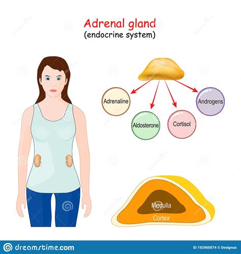 Adrenal Gland Structure Location And Function Of The Suprarenal