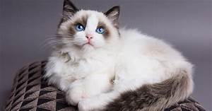 Ragdoll Vs Maine Coon Cat What Are The Differences A Z Animals
