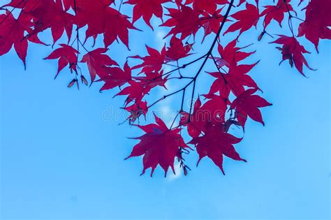 Red Maple Leaves Stock Image Image Of Outdoor October 75846559