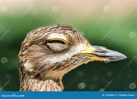Big Eyed Bird Close Up Zoom Tired On A Sunny Day Stock Image Image Of