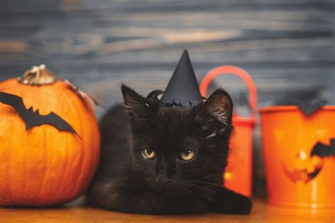 Are Black Cats Really In Danger Over Halloween