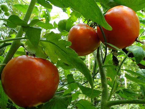 Mastering The Art Of Growing Tomatoes Planting Grafting And Harvesting Tips