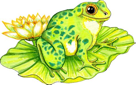 Free Frog On Lilly Pad Graphic Transparent Png Files And Paint