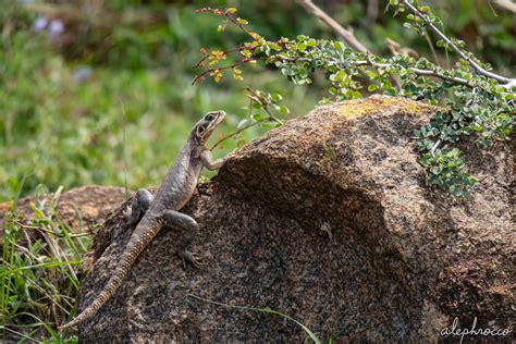 Lightning Lizard Alephrocco