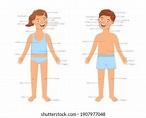 Body Parts Diagram Kids - Outline Of The Human Body For Kids Teaching ...