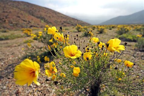 See The World S Driest Desert Covered In Wildflowers Live Science