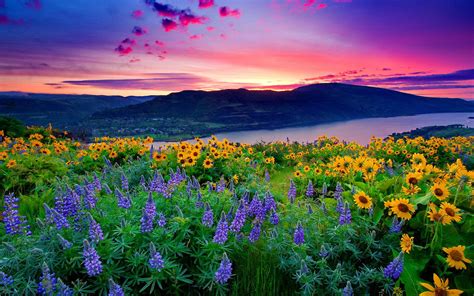 Landscape Of Yellow Flowers And Blue Mountain Lake Hills Under Red
