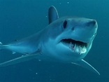 Longfin Mako Shark Information and Picture | Sea Animals