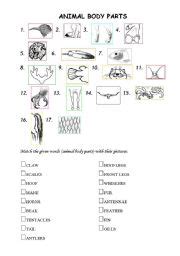 Like humans, animals also have body parts such as beak, wings, paws and tail. English worksheets: Animal body parts