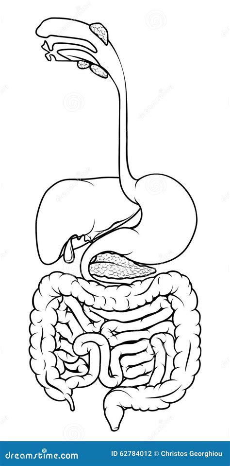 Aparato Digestivo Humano Ilustraci N Del Vector Imagen
