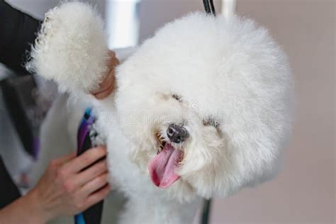 Dog After Getting Haircut At Grooming Salon And Pet Spa Stock Photo