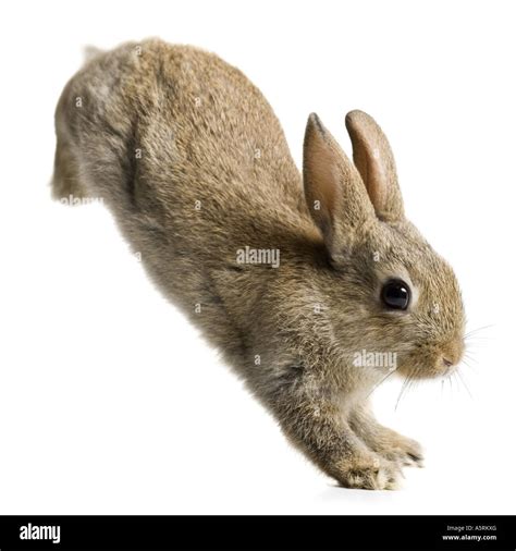 Rabbit Jumping Stock Photo 11374695 Alamy