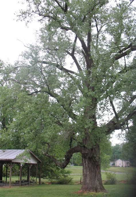 Cottonwood Tree Pictures Photos Facts On The Cottonwood Tree